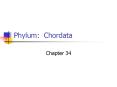 Phylum: Chordata PowerPoint PPT Presentation