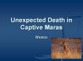 Unexpected Death in Captive Maras PowerPoint PPT Presentation