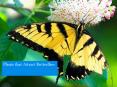 Plants that Attract Butterflies PowerPoint PPT Presentation