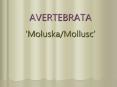 AVERTEBRATA   PowerPoint PPT Presentation