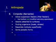Arthropoda
