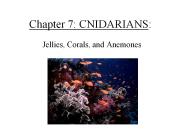 Chapter%207:%20CNIDARIANS: