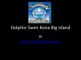 Dolphin Swim Kona Big Island PowerPoint PPT Presentation