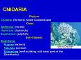 CNIDARIA PowerPoint PPT Presentation