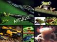 ANFIBIOS PowerPoint PPT Presentation