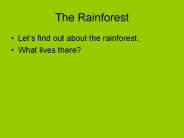 The Rainforest