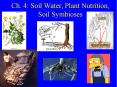 Ch. 4: Soil Water, Plant Nutrition, Soil Symbioses PowerPoint PPT Presentation