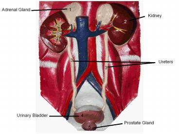 Adrenal Gland