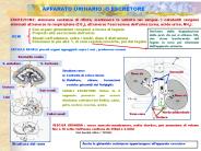 Presentazione di PowerPoint