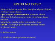 EPITELNO TKIVO