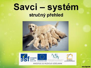 Savci 
