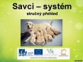 Savci  PowerPoint PPT Presentation
