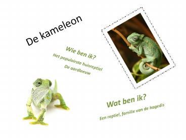 De kameleon