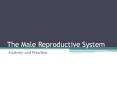 The Male Reproductive System PowerPoint PPT Presentation