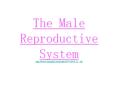 The Male Reproductive System PowerPoint PPT Presentation