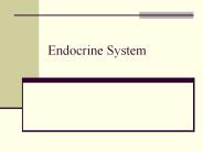 Endocrine%20System
