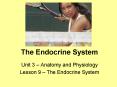 The Endocrine System PowerPoint PPT Presentation