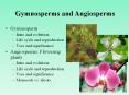 Gymnosperm PowerPoint PPT Presentation
