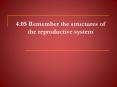 4.05 Remember the structures of the reproductive system PowerPoint PPT Presentation