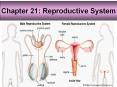 Chapter 21: Reproductive System PowerPoint PPT Presentation