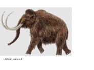 Quaternary history of mammals and mammal environment