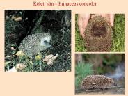TETRAPODA%20-%20N