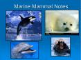 Marine Mammal Notes PowerPoint PPT Presentation