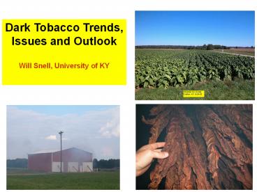Dark Tobacco Trends, Issues and Outlook