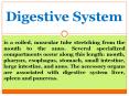 Digestive System PowerPoint PPT Presentation