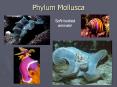 Phylum Mollusca PowerPoint PPT Presentation