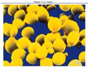 Figure 11.0 Yeast
