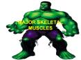 MAJOR SKELETAL MUSCLES PowerPoint PPT Presentation