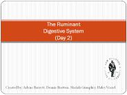 The Ruminant Digestive System (Day 2)