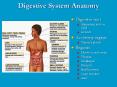 Digestive System Anatomy PowerPoint PPT Presentation