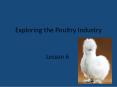 Exploring the Poultry Industry PowerPoint PPT Presentation