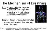 The Mechanism of Breathing