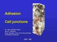 Adhesion  Cell junctions PowerPoint PPT Presentation
