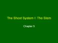 The%20Shoot%20System%20I:%20The%20Stem PowerPoint PPT Presentation