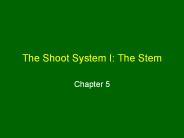 The%20Shoot%20System%20I:%20The%20Stem