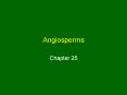 Angiosperms PowerPoint PPT Presentation