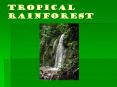 Tropical Rainforest PowerPoint PPT Presentation