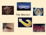 The%20Worms!