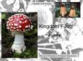 Kingdom Fungi PowerPoint PPT Presentation
