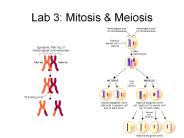 Lab 3: Mitosis