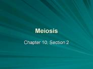 Meiosis