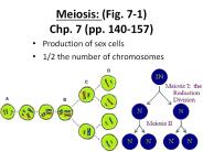 Meiosis: (Fig. 7-1) Chp. 7 (pp. 140-157)