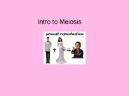 Intro to Meiosis