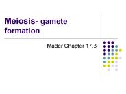 Meiosis- gamete formation