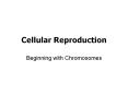 Cellular Reproduction PowerPoint PPT Presentation