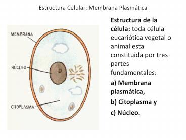 Estructura Celular: Membrana Plasm
